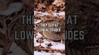 The American Woodcock: Nature's Slowest Flying Bird!