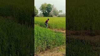 Nikesh comedy Apne khet dusre ke khet