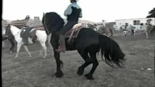 Edwin Rosales en su caballo  Friesian