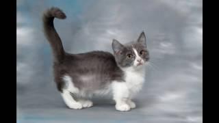 Munchkin Cat and Kittens | History of the Munchkin Cat Breed
