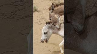 #donkey #animals #youtubeshorts #pets #nature #shortsviral