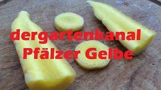 Noternte der Möhrensorte "Pfälzer Gelbe"