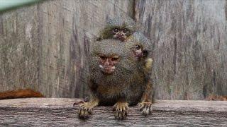 Family of Marmoset Monkeys Reunited After Being Stolen From Home