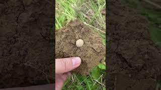 Digging Civil war relics in Kentucky #metaldetecting