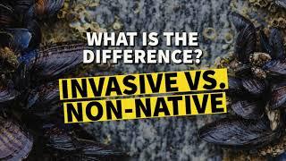 What is the Difference Between Invasive and Non-Native Species? | Wonder with the Witte