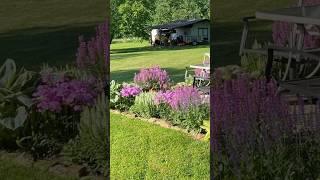 No Maintenance Perennial Gardening for Beginners Lowes Garden Center #zone6 #perennials