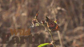 WildEarth - Sunset - 28 June 2021