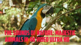 Majestic Animals in 4k VIDEO Ultra HD