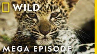 Savage Kingdom Season 3 MEGA EPISODE Compilation | Nat Geo Wild