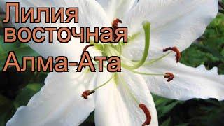 Лилия восточная Алма-Ата (lilium oriental alma ata)  обзор: как сажать, луковицы лилии Алма-Ата