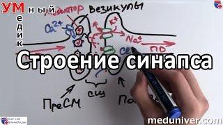 Строение синапса - meduniver.com