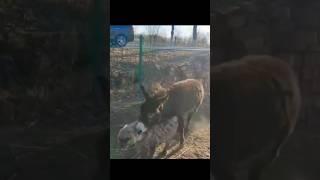 Donkey fights Hyena #shorts