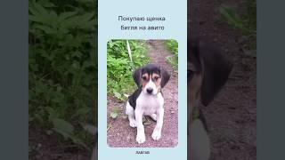 Когда купил бигля на Авито | Приколы с собаками | ЛавГав