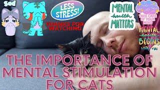 The Importance of Mental Stimulation for Cats - Ways To Increase Your Cat's Mental Stimulation 