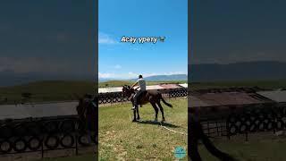 Эксклюзив 7. Асау үйрету #подпишись #horse #лошади #жылкы #асау #жылқы #тай #кунан #атбеги #палуан