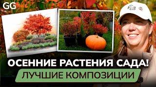 Как украсить свой САД ОСЕНЬЮ? Мастер класс: лучшие композиции растений, ошибки сочетания цветов