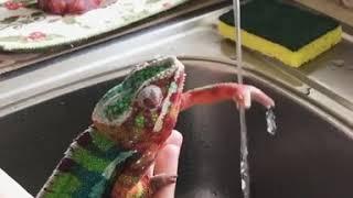 Chameleon Gives Gentle Reminder To Wash Your Hands | Videology