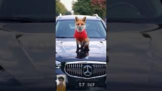 Fox in red on the hood of a Benz.  ️. # #ai #fox #video #animals #redfox #shortvideo #car #benz