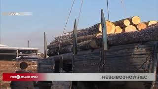 "Ценный выбор": запрет на вывоз круглого леса будет введён в России