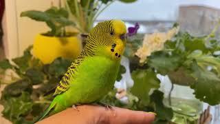 Говорящий и поющий песню волнистый попугай. Cute budgie sings a song