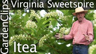 Virginia Sweetspire - Itea virginica - Growing Itea - Fragrant flowering perennial shrub