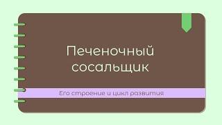 Полный цикл Печеночного сосальщика (ЕГЭ/ОГЭ по биологии) + практика