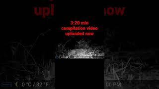 Giant Norway Rat On Trail Camera