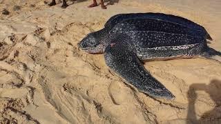 Turtle going out to sea from Brandon's Beach Barbados