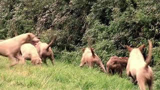 Foxhounds hunting