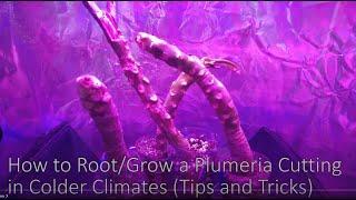 4K DIY How to Root & Grow PLUMERIA Cutting - In Depth Guide - Cold Climates