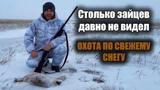 Столько зайцев давно не видел. Охота по свежему снегу. #охота #охотаназайца  #охота2024