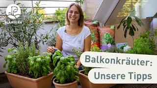 Balkonkräuter: Die besten Kombinationen & Tipps zum Pflanzen