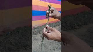 Mango Grafting || आम में कलम बांधने का आसान तरीका। #shortsfeed #mango #tree #grafting