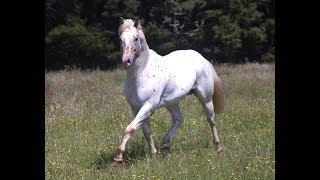 Appaloosa / Sportaloosa stallion at stud in New Zealand - Skip's Supreme (imp USA)