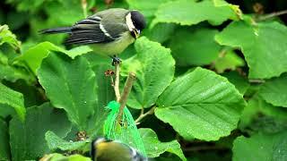 COAL TIT (parus ater)  while allofeeding Maarn Netherlands