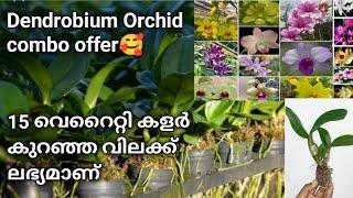 Orchid flowering tips| Dendrobium orchid paripalanam| ഓർക്കിഡ് പരിപാലനം| orchid seedings combo offer