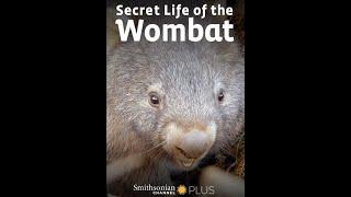 Тайная жизнь вомбата / Secret Life of the Wombat 1 сезон 2 серия Путь детёныша / A Joey's Journey 4К