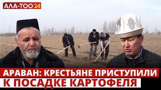 Араван: Крестьяне приступили к посадке картофеля