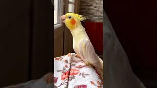 Parrot Singing Song Soo Sweet Sound  #shorts #parrot #short