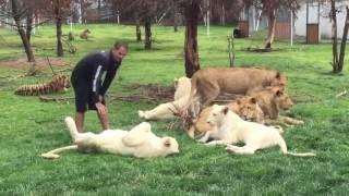 Tiger rettet Zoowärter vor Leoparden Angriff