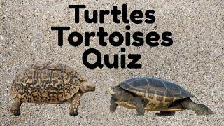 Turtles Tortoises Quiz, Do You Know The Differences? Trivia, Challenge