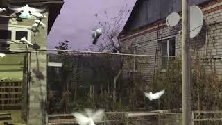 #Pigeons.Про породы голубей.