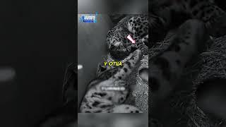 Снежные Барсы️ #животные #animals