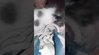 cute kitten