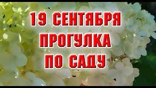 19 сентября.  Любуюсь цветами