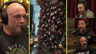 New York's GROSS Lanternfly Infestation Issue | Joe Rogan & Legion Of Skanks