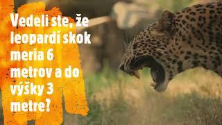 Zooklub na doma  Leopardy