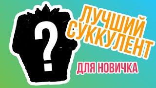 Суккулент для новичка. Какой выбрать?