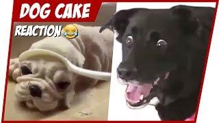 HILARIOUS DOG REACTION TO CUTTING CAKE TRY NOT TO LAUGH 