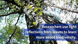 Remote Sensing: The Oracle of Leaves | UZH Spotlight